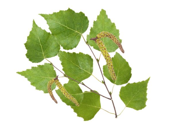 Nordische Birke Sauna Duftkonzentrat 1 Liter