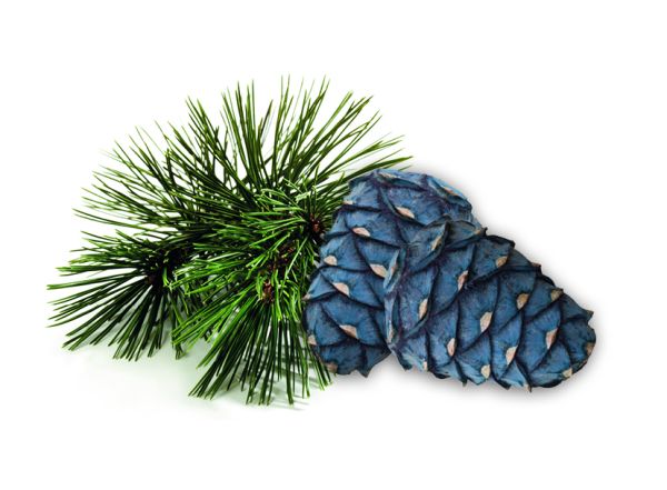 Zirbe Sauna Duftkonzentrat 1 Liter